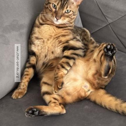 Photo 2/3 ENZO Chat perdu à Saint hubert