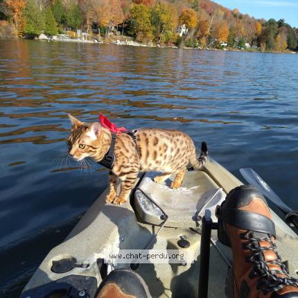 Photo 3/3 ENZO Chat perdu à Saint hubert