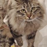 Photo de chat perdu à Boisseron