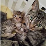 Photo de chat perdu à Gosnay