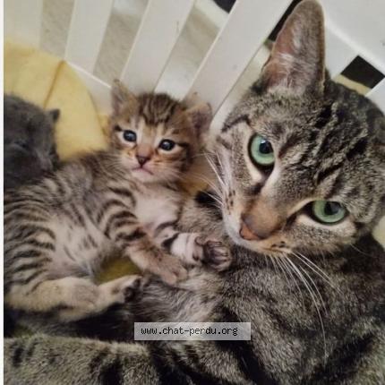 Photo 1/1 Lolo Chat perdu à Gosnay