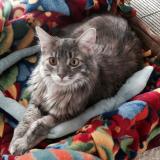 Photo de chat perdu à Kalamazoo