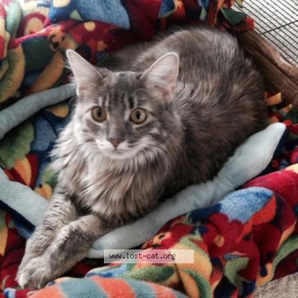 Photo 1/1 Nabby Chat perdu à Kalamazoo