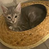 Photo de chat perdu à Ales