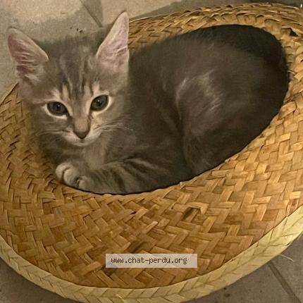 Photo 1/1 Boubou Chat perdu à Ales