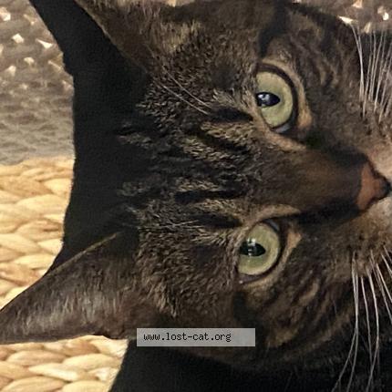 Photo 1/1 Lila Chat perdu à Bend