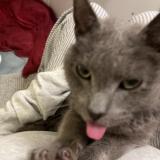 Photo de chat trouvé à Valparaiso