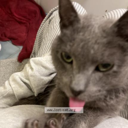 Photo 1/1 Chat trouvé Trouvé à Valparaiso