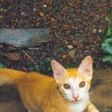 Photo de chat perdu à Thiruvananthapuram
