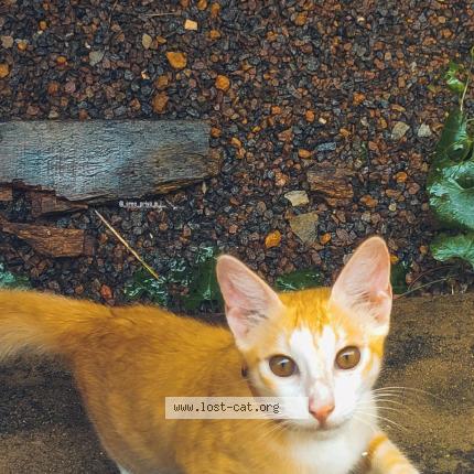 Photo 1/1 Simba Chat perdu à Thiruvananthapuram