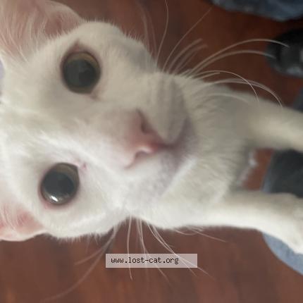 Photo 1/1 Archie Chat perdu à Redlands