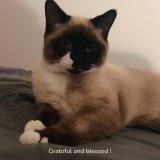 Photo de chat perdu à Edmonton