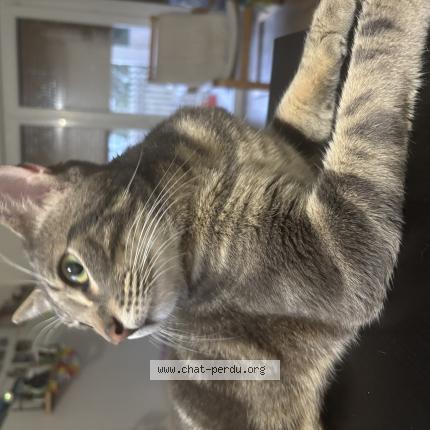Photo 1/1 Chat retrouvé Trouvé à Merignac