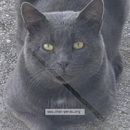 Photo 1/1 Chat retrouvé Perdu à Saint maurice de beynost