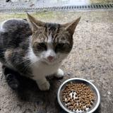 Photo de chat trouvé à Lorient