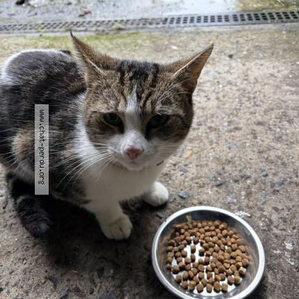 Photo 1/1 Chat trouvé Trouvé à Lorient