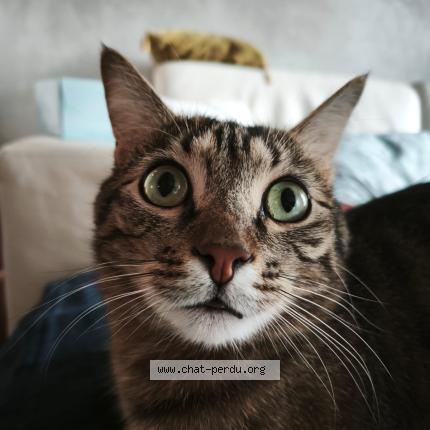 Photo 1/1 Chat retrouvé Perdu à Paris