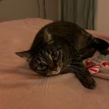 Photo de chat perdu à Bordeaux