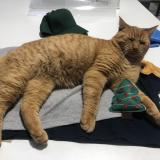 Photo de chat perdu à Ganges