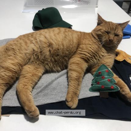 Photo 1/1 Rouky Chat perdu à Ganges