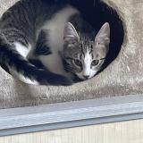 Photo de chat perdu à Montluel