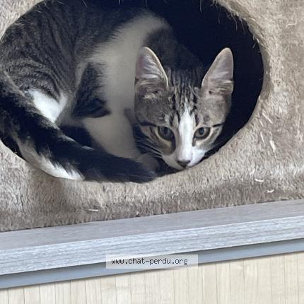 Photo 1/1 Chat retrouvé Perdu à Montluel