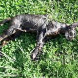 Photo de chat trouvé à Fontaine