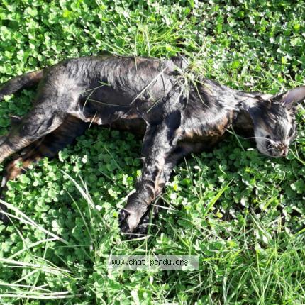 Photo 1/1 Chat trouvé Trouvé à Fontaine