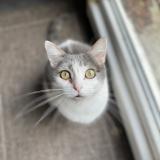 Photo de chat perdu à Nancy