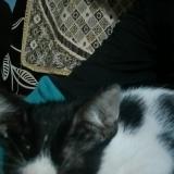 Photo de chat trouvé à Jamnagar