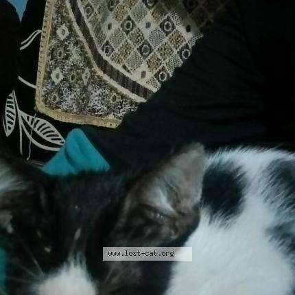 Photo 1/1 Chat trouvé Trouvé à Jamnagar