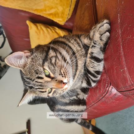 Photo 1/1 M&eacute;dine Chat perdu à Felines