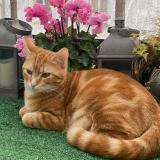 Photo de chat perdu à Delincourt