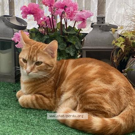 Photo 1/1 Pia Chat perdu à Delincourt