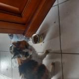 Photo de chat trouvé à Le Loroux Bottereau