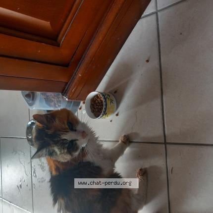 Photo 1/1 Chat trouvé Trouvé à Le loroux bottereau