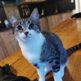 Photo de chat perdu à Saint Prouant