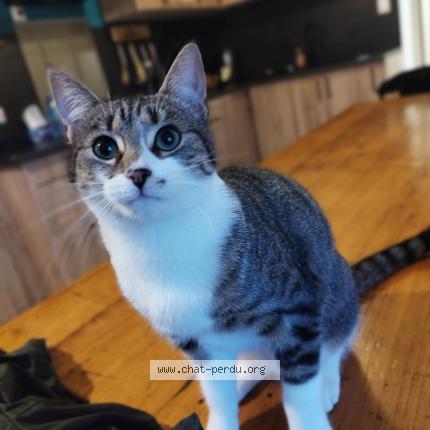 Photo 1/1 Mimi Chat perdu à Saint prouant