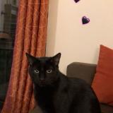 Photo de chat perdu à L Isle Adam