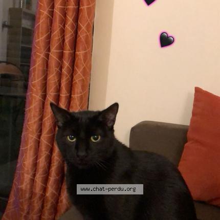 Photo 1/1 Rasta Chat perdu à L isle adam