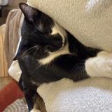 Photo de chat perdu à Boulogne Billancourt