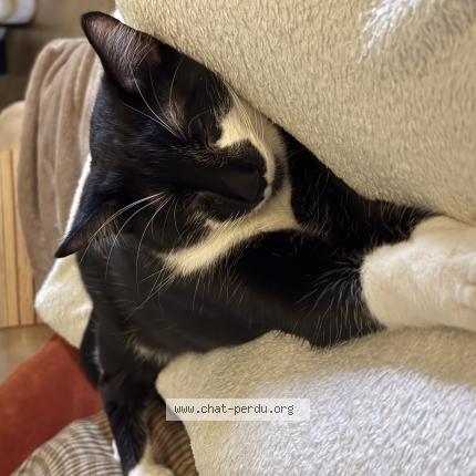 Photo 1/1 Arno Chat perdu à Boulogne billancourt