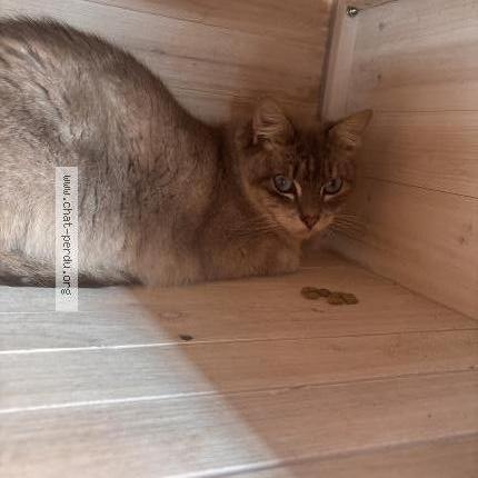 Photo 1/1 Chat retrouvé Trouvé à Nancy