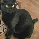 Photo de chat perdu à Paris