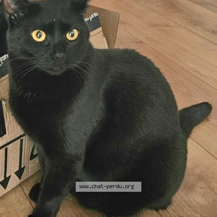 Photo 1/4 Zorro Chat perdu à Paris