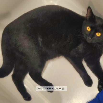 Photo 2/3 Zorro Chat perdu à Paris