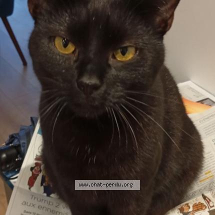 Photo 3/4 Zorro Chat perdu à Paris