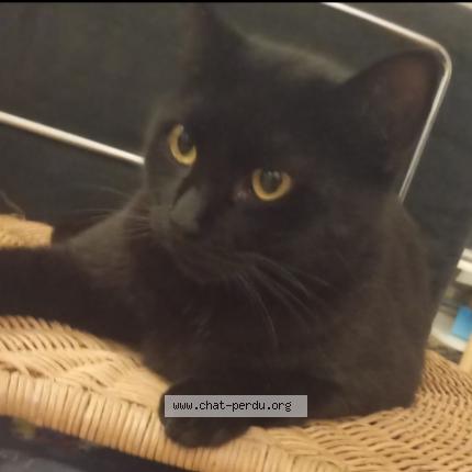 Photo 4/4 Zorro Chat perdu à Paris