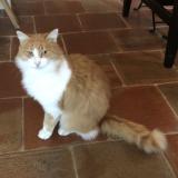 Photo de chat perdu à Trets