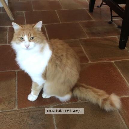 Photo 1/1 Calisson Chat perdu à Trets
